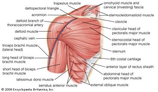 YOGA FOR CANCER CARE 61 Appendix D Anatomy of the Shoulder and Chest The pectoralis muscle refers to the muscles that connect to the front walls of the chest with the bones of the upper arm and