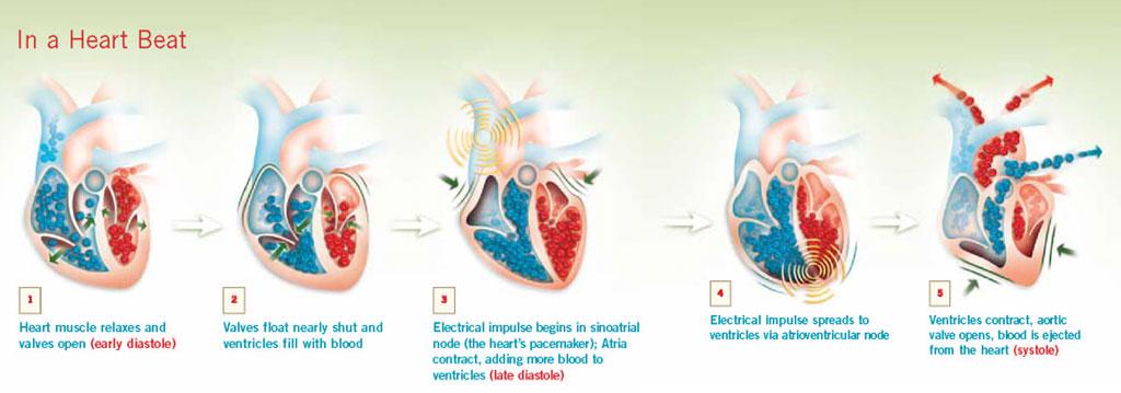 6. The oxygenated blood enters the pulmonary veins, which take it from the lungs to the left atrium. 7. The left atrium contracts, forcing blood through the bicuspid valve into the left ventricle 8.