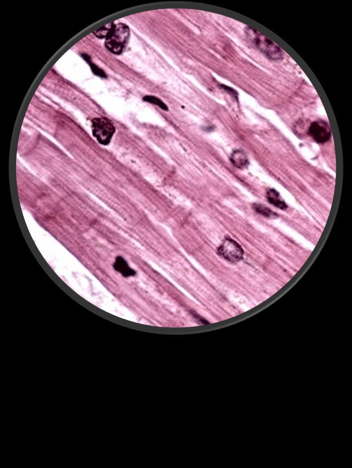 Cardiac Muscle Nuclei 400X (High Power) Striations cannot be easily seen at this