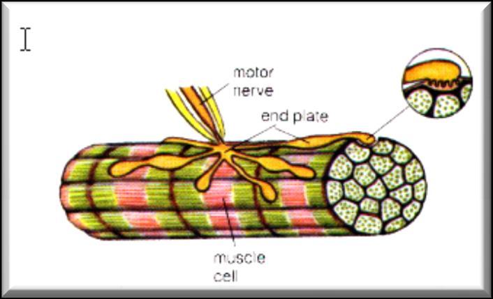 How a Muscle Works A skeletal muscle works by CONTRACTING (getting shorter).