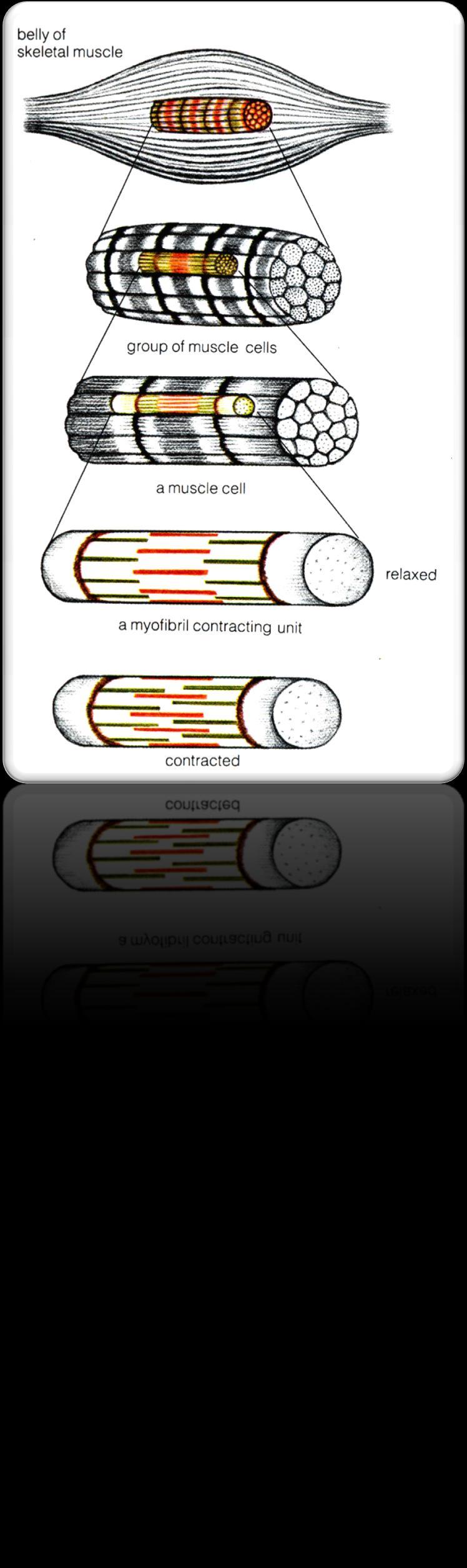 Each muscle cell is made up of many smaller MYOFIBRILS The MYOFIBRILS are in contact with a nerve ending.