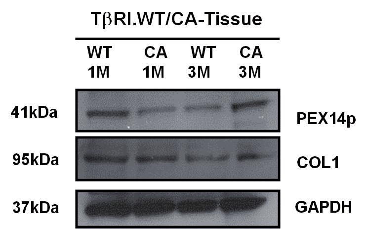 Fig. 42. Alterations of peroxisomal biogenesis protein PEX14p in T RI CA mice.