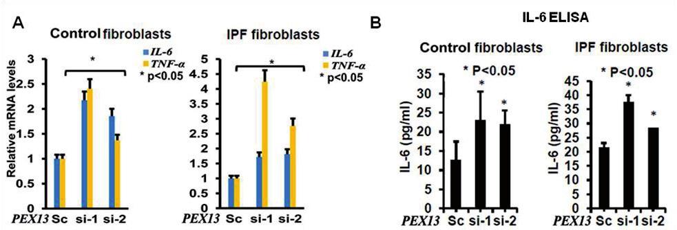 Fig. 20. Induction of cytokine production in PEX13 knockdown control and IPF fibroblasts.