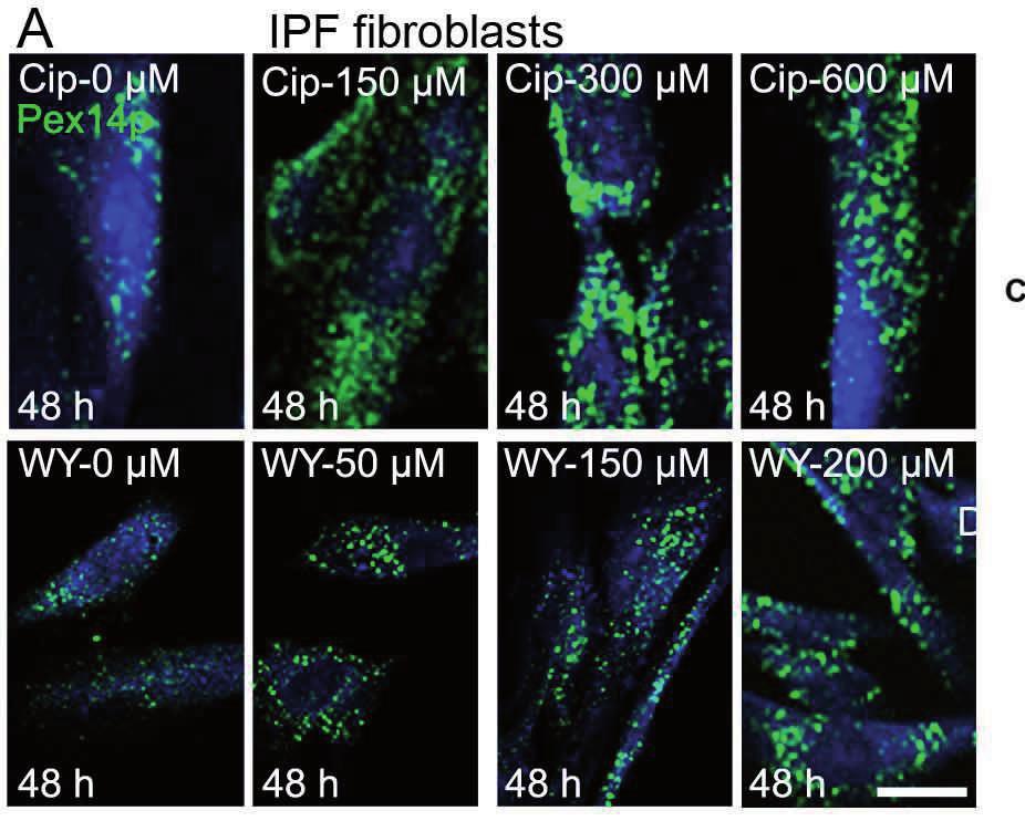 proliferated peroxisomes the TGF-β1-induced upregulation of myofibroblast differentiation and the COL1 protein is blocked. Fig. 28.