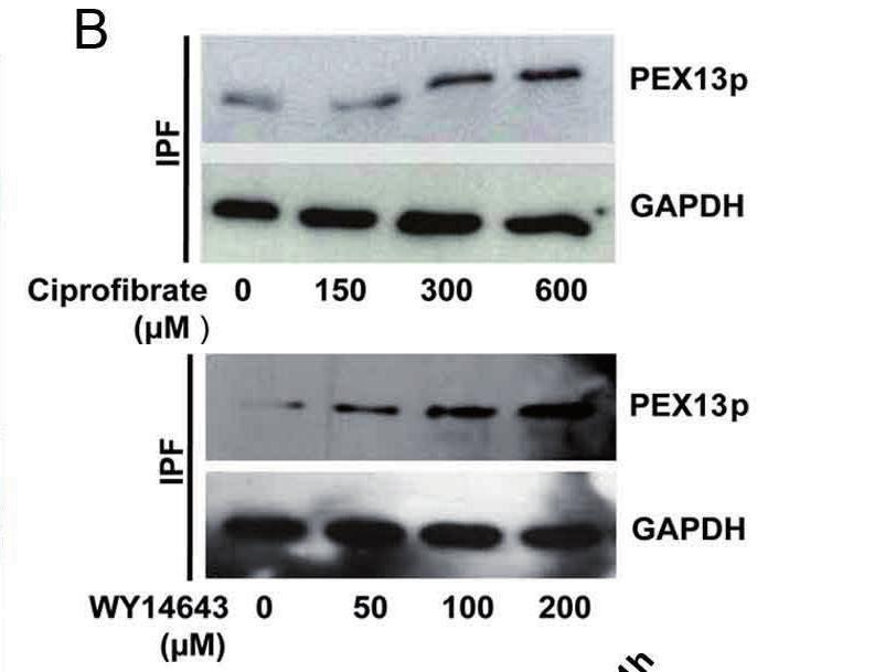 (A) Staining of IPF fibroblasts treated with ciprofibrate or WY14643 for 48h at the indicated concentrations with the peroxisomal marker PEX14p.