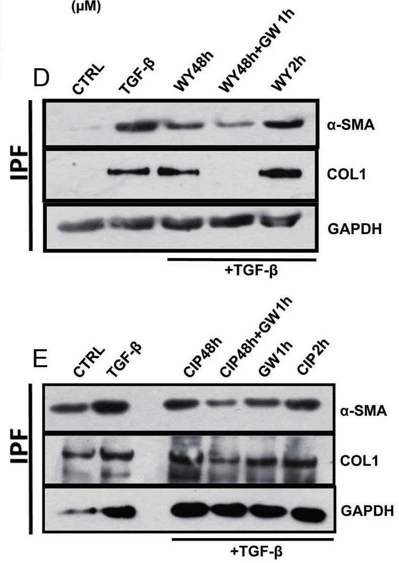 A B C Fig. 29. Peroxisome proliferation by PPAR-α agonists ciprofibrate and WY14643 blocks the TGF-β1- induced pro-fibrotic response in IPF fibroblasts.