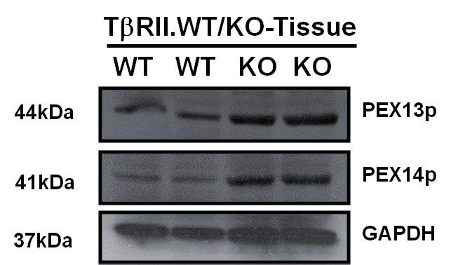 Fig. 35. Increased abundance of peroxisomal proteins in T RII knockout mice. Western blot analysis of PEX13p, PEX14p in wild-type and T RII knockout lung tissue. GAPDH was used as loading control.