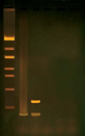 EDVO-Kit 335 Reverse Transcription PCR (RT-PCR): The Molecular Biology of HIV Replication) INSTRUCTOR'S GUIDE