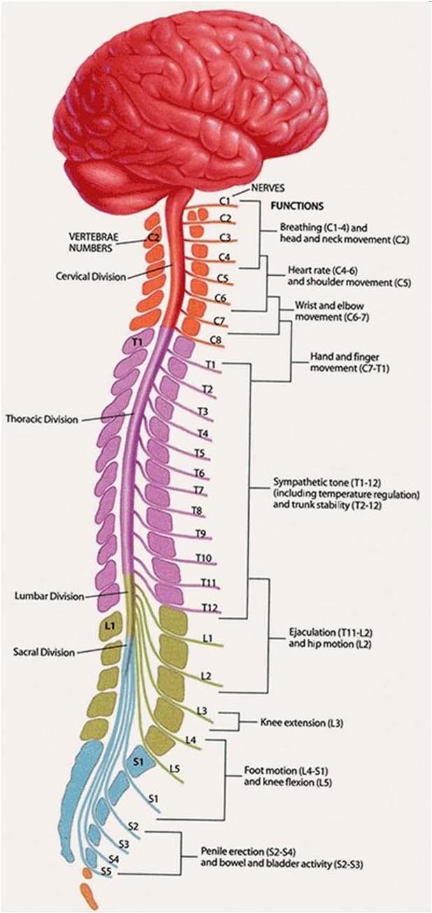 CNS ANATOMY: THE SPINAL CORD IS AN EXTENSION OF THE BRAIN The spinal cord is an extension of the brain, and together with the brain, forms the central nervous system (CNS) Surrounded by specialized