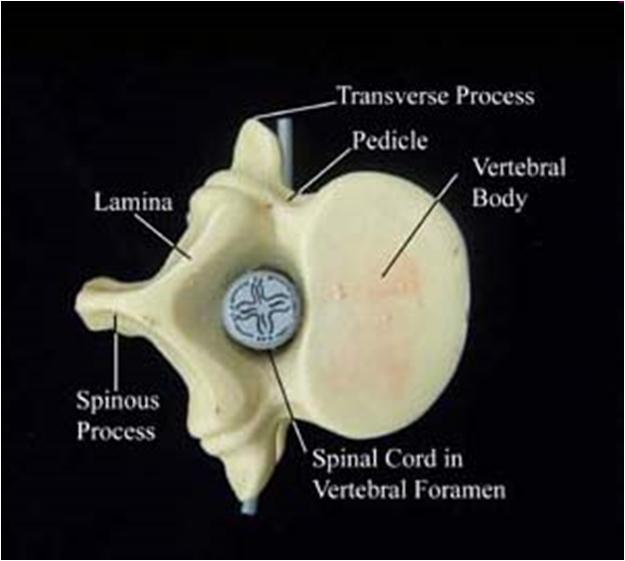discs Nerves enter and exit the spinal cord through intervertebral foramina Vertebral foramen: space