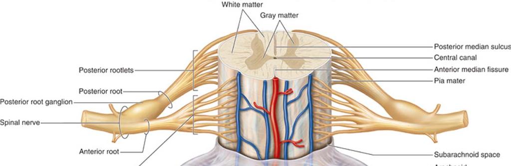 SPINAL CORD TISSUE IS PROTECTED BY THREE MEMBRANES (MENINGES) Dura mater, outside layer