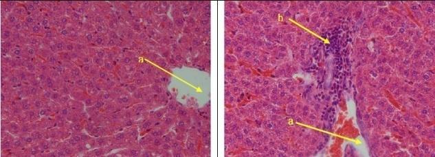 Lung organ was seen an inflammatory infiltration cell that was showed a great number of lymphocytes