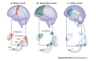 Figure 2.1. Motor, cognitive and emotional cortico- striatal circuits (Jahanshahi et al.