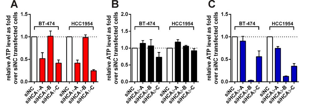 Stäubert et al. Page 11 Figure S3: Effect of single sirnas directed against HCA 1, HCA 2 and HCA 3 on BT-474 and HCC1954 cells.