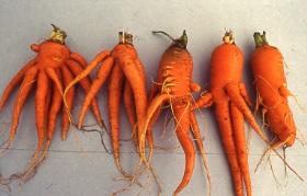 Stunting of carrots can be caused by nematodes