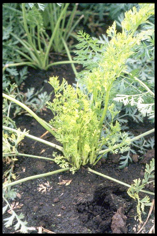 Aster yellows of carrots Caused by a phytoplasma Candidatus