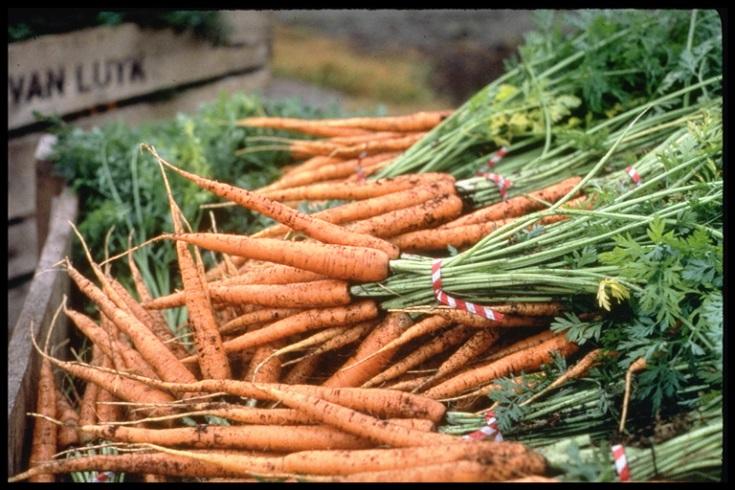 Carrots in Ontario