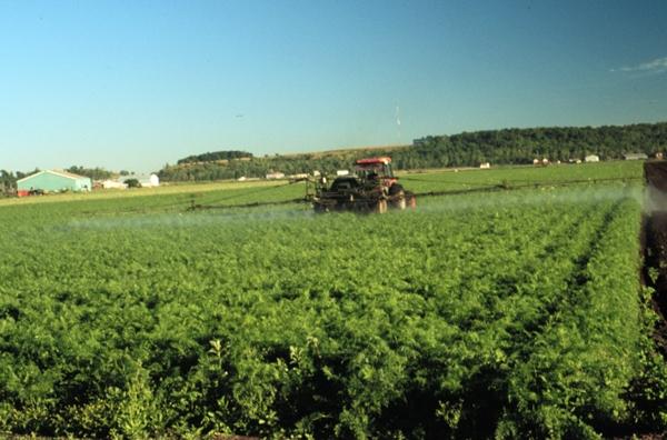 Most years, growers apply 5-7 fungicide sprays based