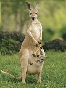 Kangaroo: Too much emotion, too much control Worsen how pt feels Anxiety about