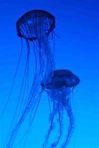 Jellyfish: too much emotion, too little control Pt feels worse All is dreadful; pt may die