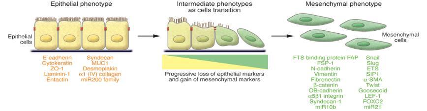 Epithelial Mesenchymal Transition EMT is a process during development by which polarized epithelial cell acquire mesenchymal cell phenotype : enhanced migratory capacity, invasiveness, elevated
