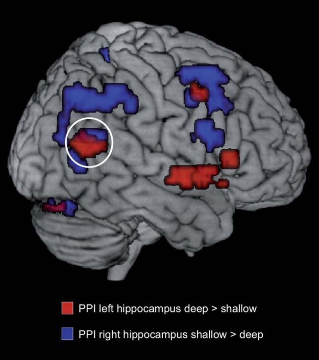 r Hippocampal Cortical Connectivity During Memory Formation r hippocampus and neocortical brain regions.