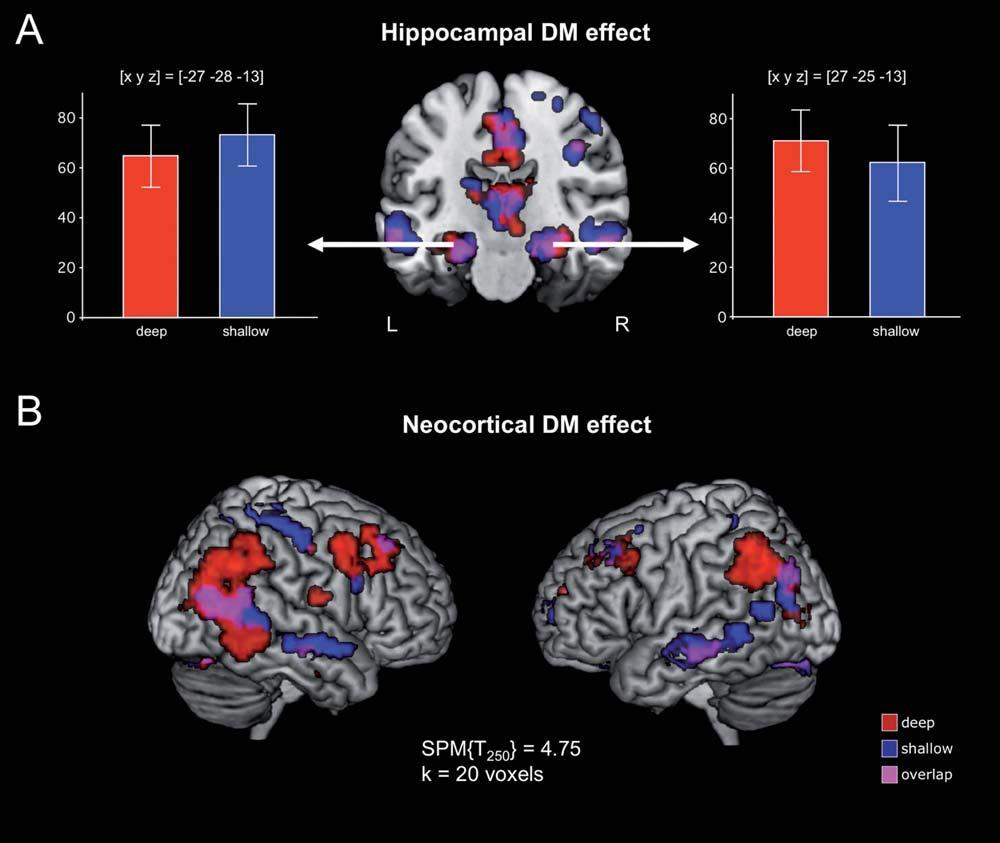 r Schott et al. r Activations related to successful episodic memory encoding (DM effects: later recalled > later forgotten) in the deep and shallow study conditions.