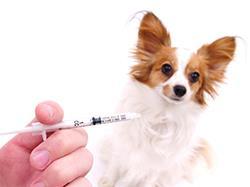 Vaccines for Dogs What is a vaccine? The word vaccine comes from the Latin word "vacca", which means cow. An English country doctor, Dr.