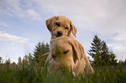 "Non-Core" Vaccines - Recommended for puppies and dogs in special circumstances, dependent on the exposure risk of an individual dog by the American Animal Hospital Association (AAHA) Canine Vaccine