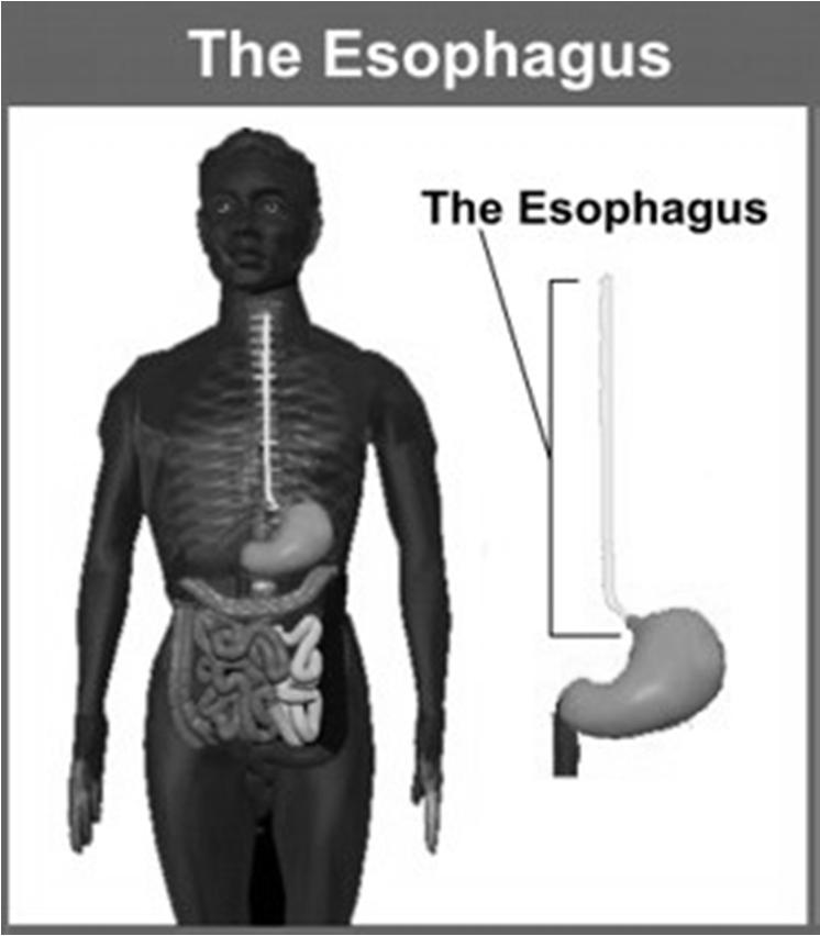 Functions of the digestive system Esophagus What does the