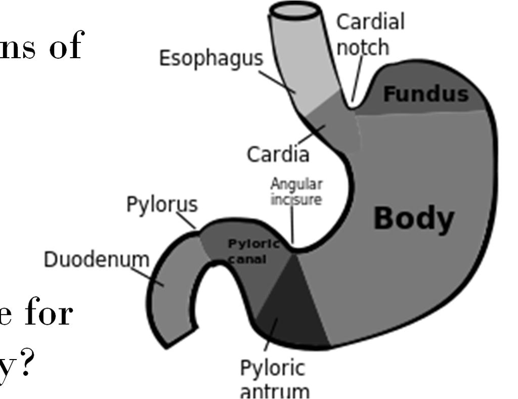 Functions of the digestive system Stomach What are the functions of the stomach?