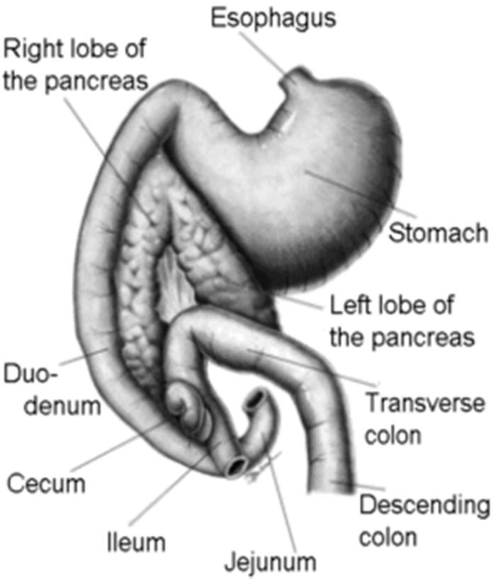 Functions of the digestive system Pancreas What digestive enzymes are