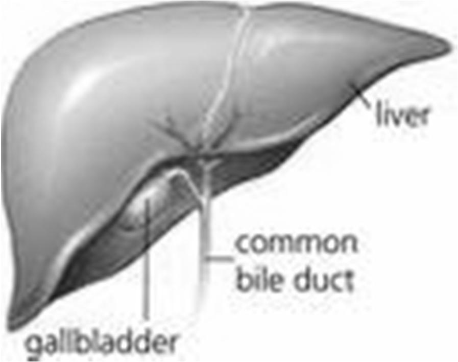 Functions of the digestive system Gallbladder What is the function of