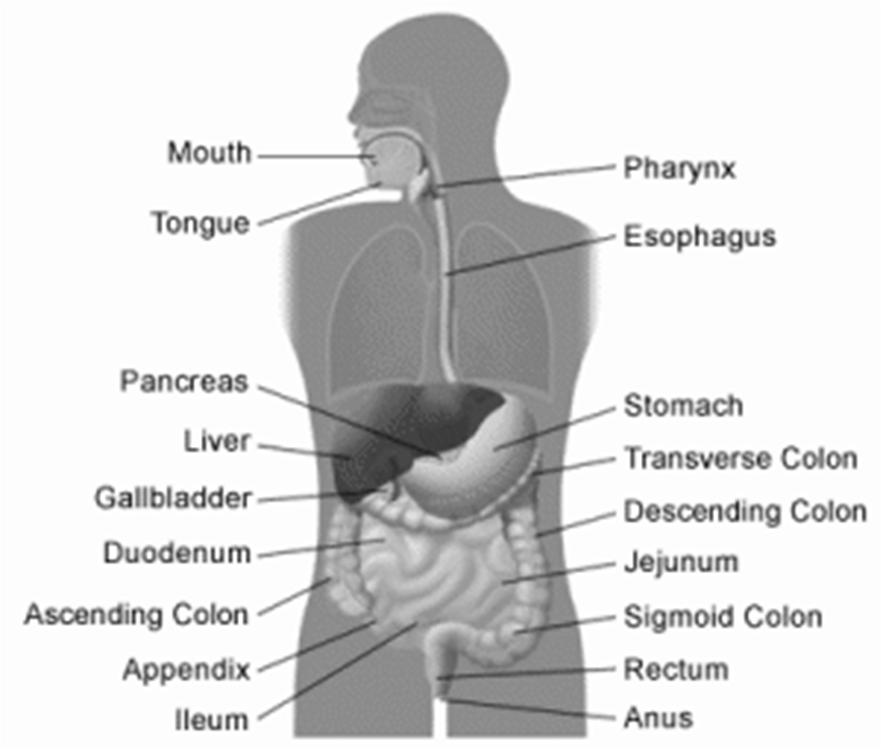 Discuss each action of the digestive system Ingestion Mastication