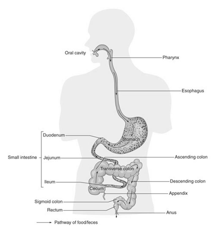 Disorders of the digestive disorders GASTROENTERITIS What is gastroenteritis? What causes it?