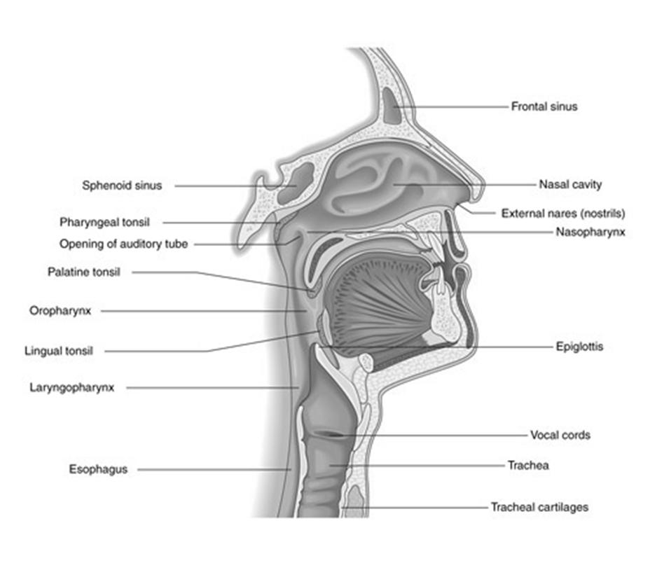 Functions of the digestive system PHARYNX