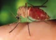 Introduction The West Nile virus (WNV) is most often spread to humans from the bite of an infected mosquito.