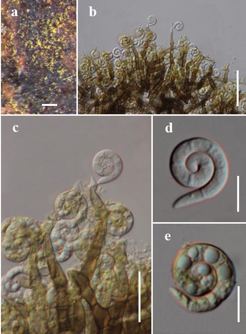 Fig. 8 Helicosporium flavum on substrate (MFLU 17-0704, holotype). a Colony on wood substrate.