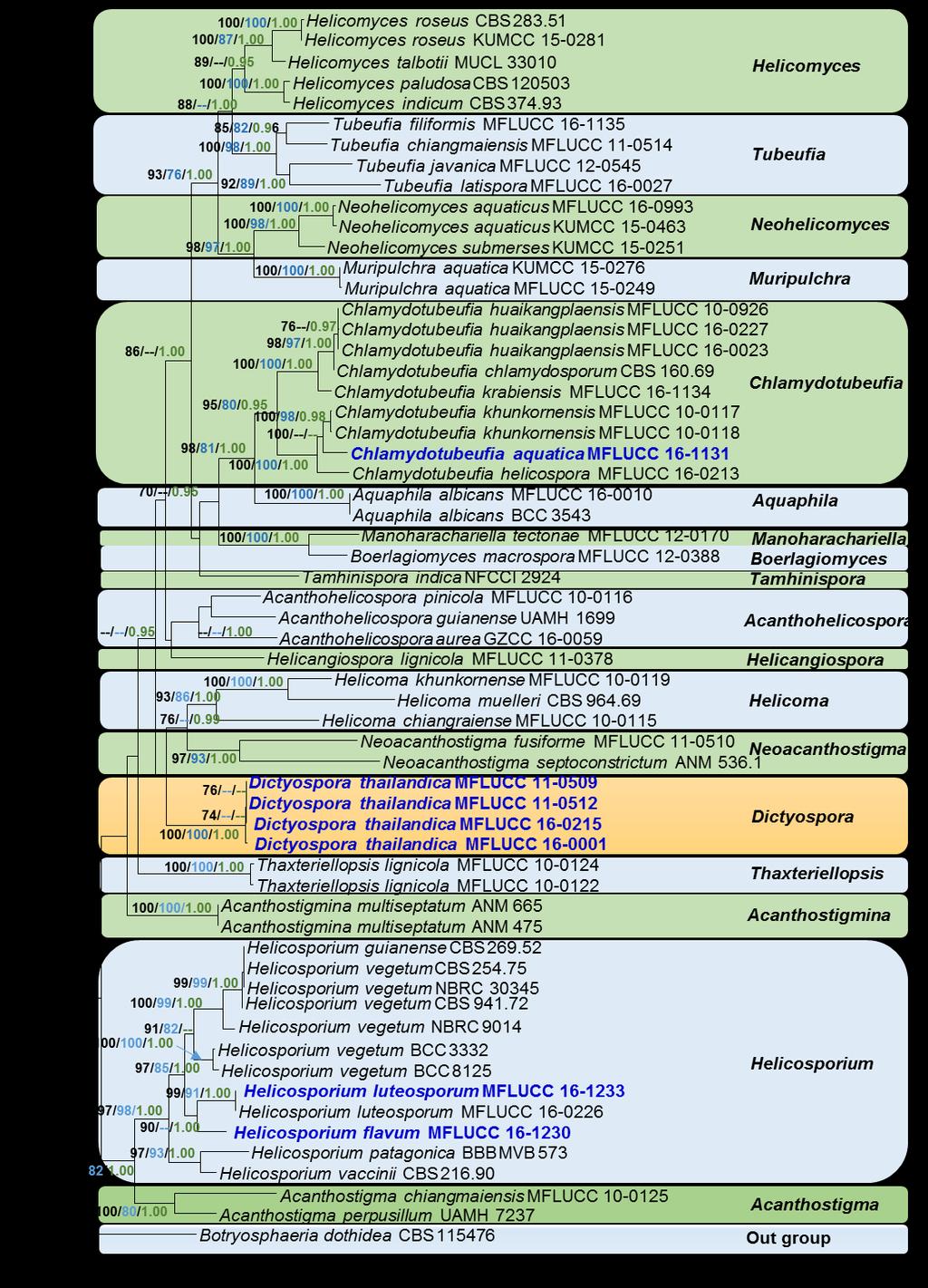 Fig.1 RAxML phylogenetic tree based on combined LSU, ITS and TEF1α sequence data from taxa of the family Tubeufiaceae.