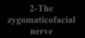 2-The zygomaticofacial nerve passes onto