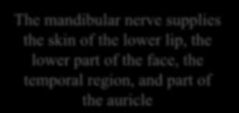 mandible 2-The buccal nerve 3-The auriculotemporal nerve It supplies the skin of the auricle, the