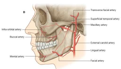 Arterial Supply of the Face The