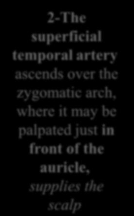 2-The superficial temporal artery ascends over the zygomatic arch,