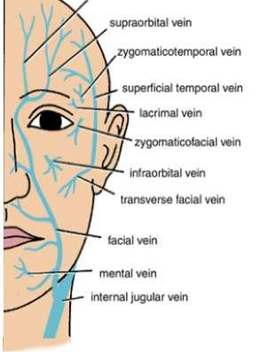 veins The facial vein descends behind the facial artery to the lower margin