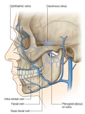 By means of the superior ophthalmic vein, the facial vein is connected to The