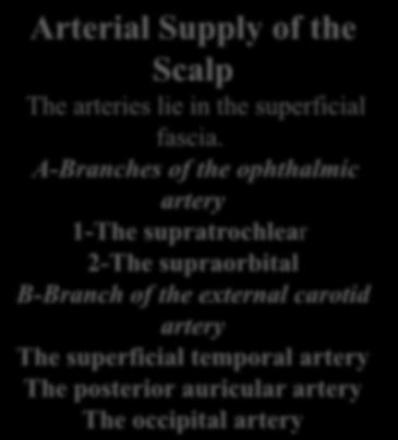 Arterial Supply of the Scalp The arteries lie in the superficial