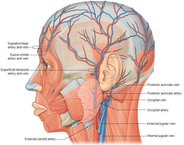 A-Branches of the ophthalmic artery 1-The supratrochlear 2-The