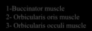 1- Three large muscles 1-Buccinator muscle 2-