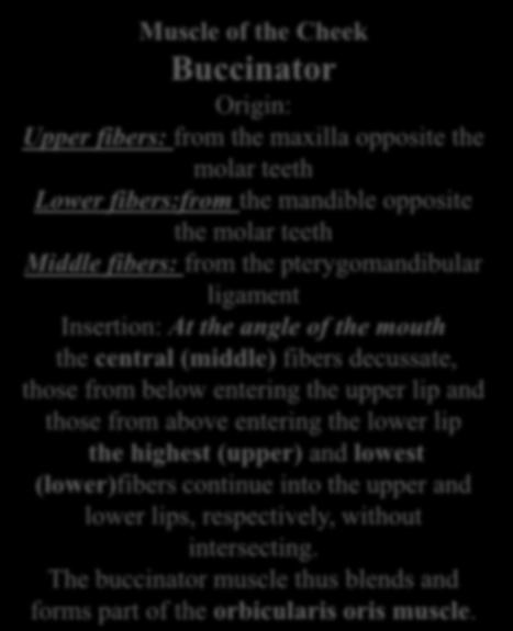 Muscle of the Cheek Buccinator Origin: Upper fibers: from the maxilla opposite the molar teeth Lower fibers:from the mandible