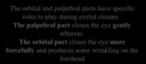 2-The inner palpebral part is in the eyelids and consists